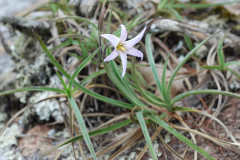 Photo by S. Porembski