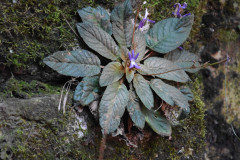 Photo by S. Porembski