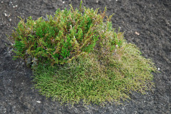 Photo by S. Porembski