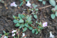 Photo by S. Porembski