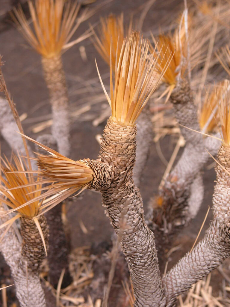 photo by S. Porembski