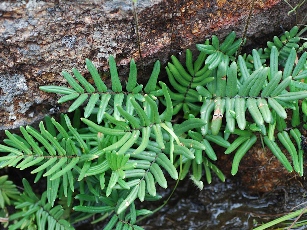 pellaea cf pectinata andranovelona 2
