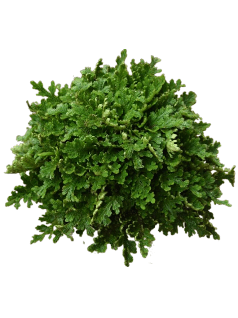 selaginella spec market pune 5