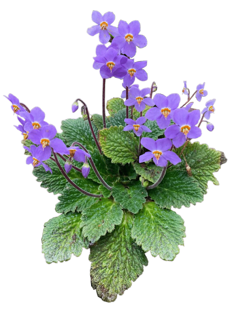 WhatsApp Image 2025 10 02 At 12.14.27 Fbfee4a0 Photoroom 1 768x1024