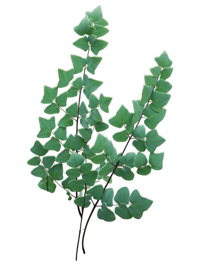 cf pellaea spec. 1 tsimbazaza tana 3 photoroom