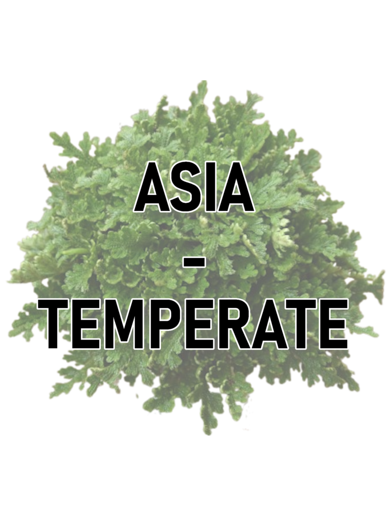 gr asia temperate