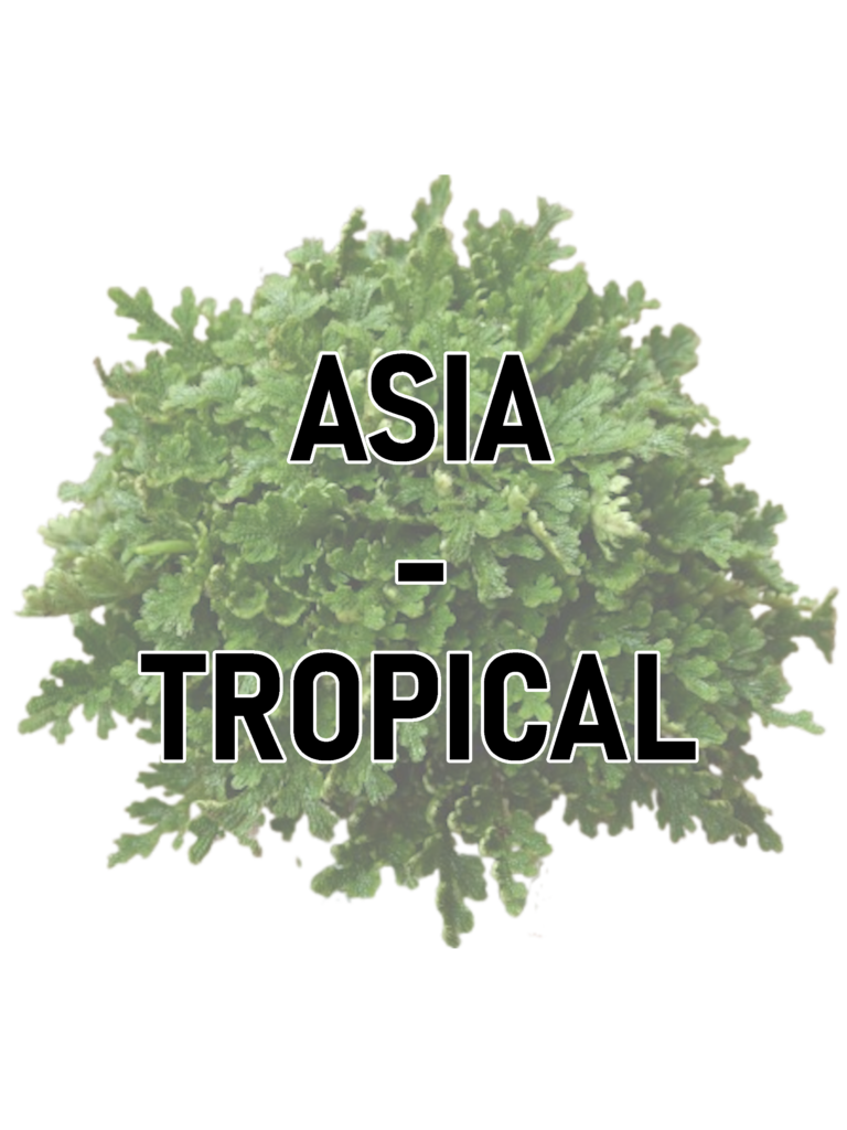 gr asia tropical