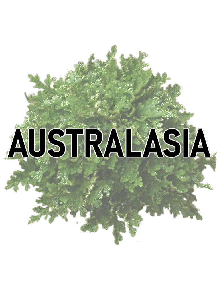 gr australasia