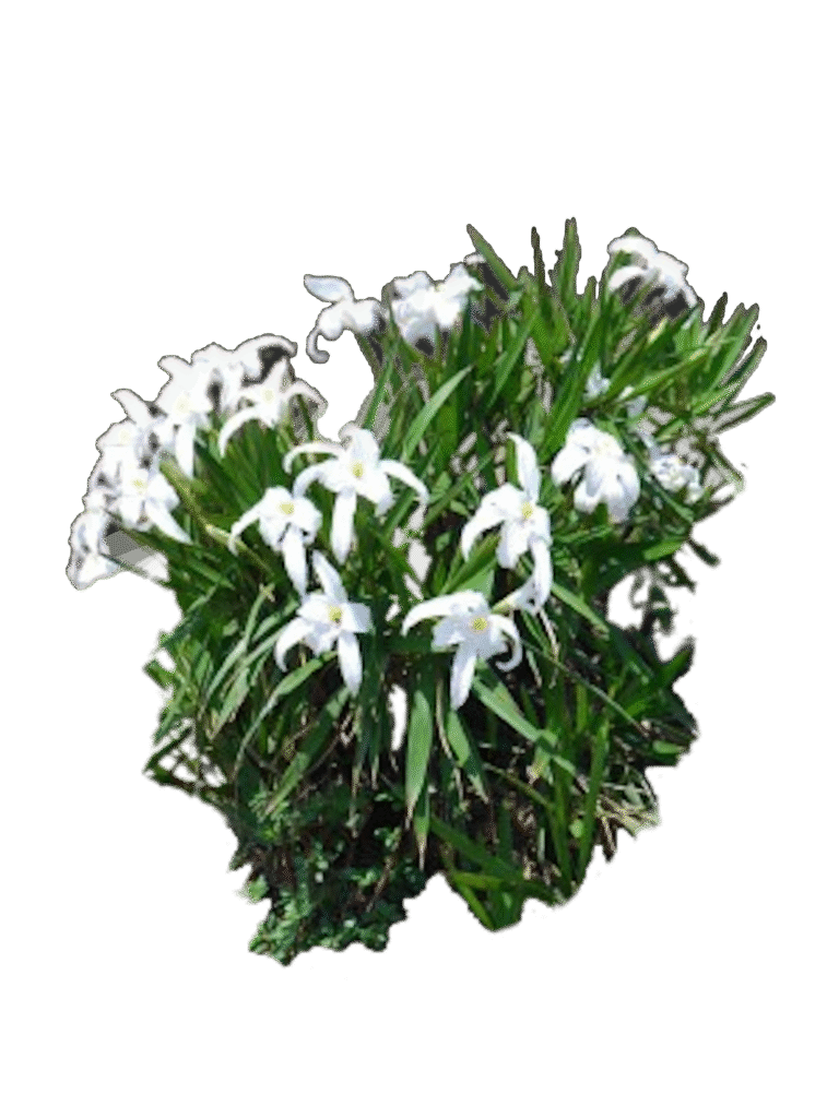 vellozia plicata mat surroundings ib 2 vitoria 6